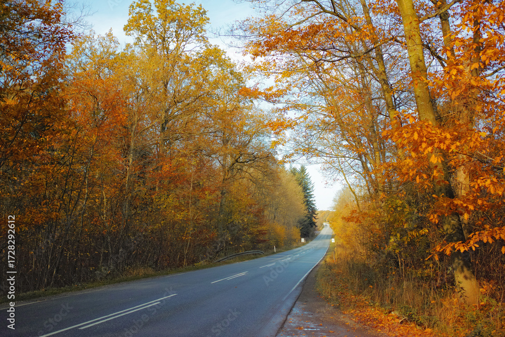 Obraz premium Road, autumn and leaves outdoor in field for growth, season or sustainability with ecology. Landscape, sunshine and plants on trees for journey in countryside for natural environment in Denmark