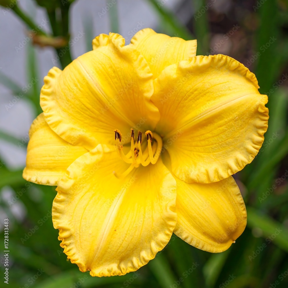 Fototapeta premium Close-up of a vibrant yellow lily
