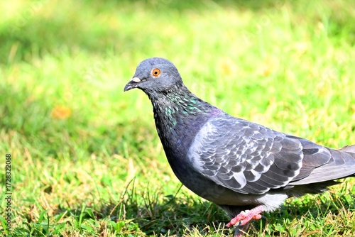A photo of a city pigeon foraging on the grass in a park. The shot reflects the typical behavior of birds in an urban environment and the relationship between wildlife and city life.