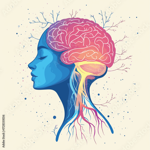 Woman's brain neural pathways and nerves related to polyvagal theroy.  , vector style simple color