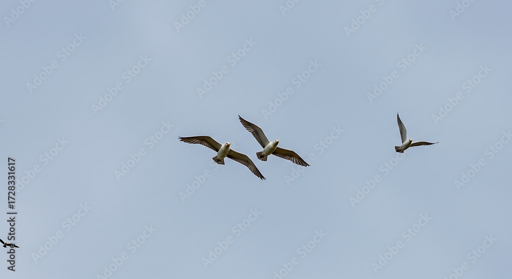 Obraz premium Birds flying in sky