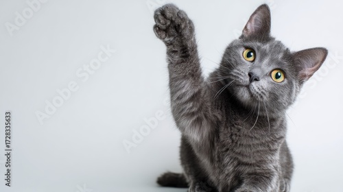 Friendly grey cat sitting with one paw lifted, high five gesture directed at camera, minimal white background, gentle lighting, perfect for playful or motivational content