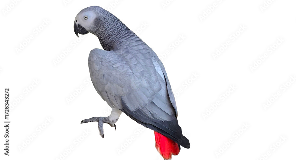 Naklejka premium African Grey Parrot (Psittacus erithacus) Isolated on a White Background with Copy Text Space. Intelligent African Grey Parrot for Bird Posters, Ornithology Study, and Nature-Inspired Designs.PNG File
