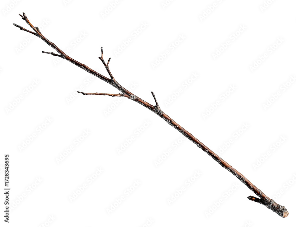 Fototapeta premium A long, single, brown branch