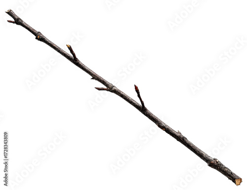 A long, slender branch