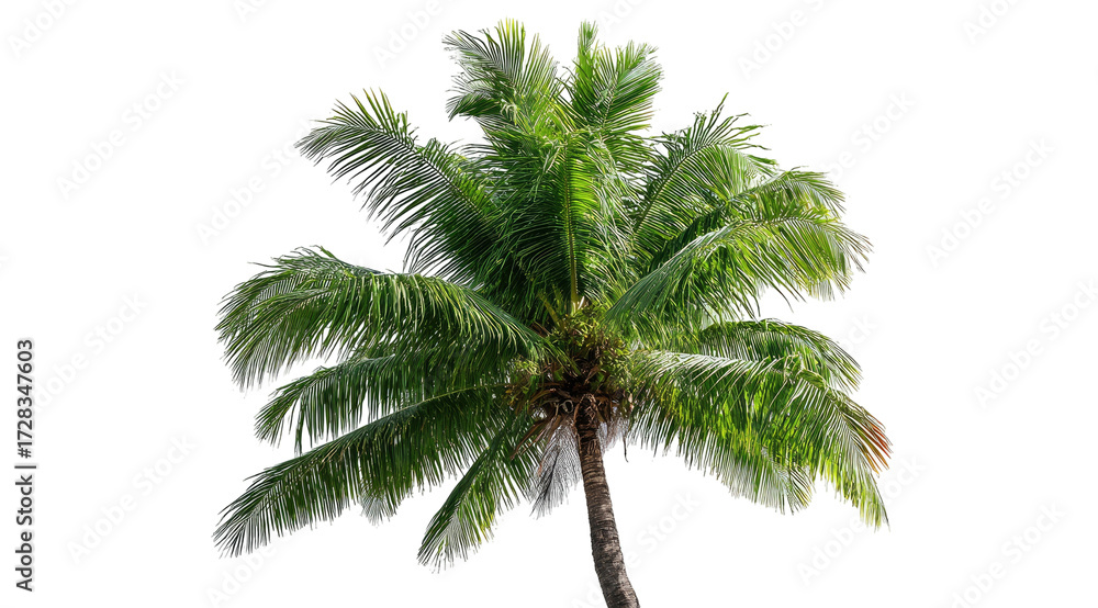 Fototapeta premium Tropical palm tree against black background