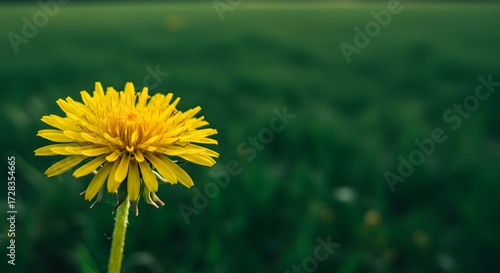 Yellow dandelion in green field