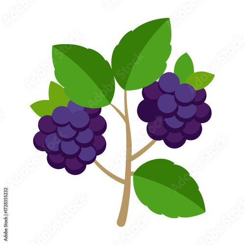 Flat design illustration of a blackberry bush with ripe berries and green leaves