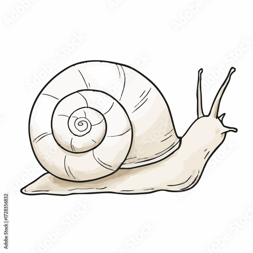 Watercolor Style Detailed Snail Shell Animal Creature Mollusk Illustration