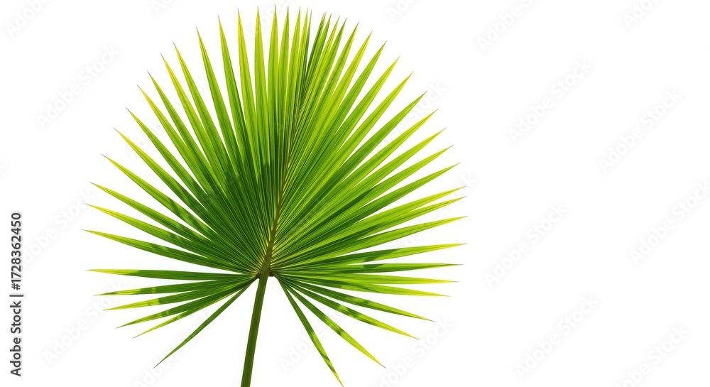 Obraz premium Vibrant green palm frond bathed in sunlight, showcasing delicate veins and sharp, pointed leaves against a clean white background, perfect for tropical themes and summer designs.