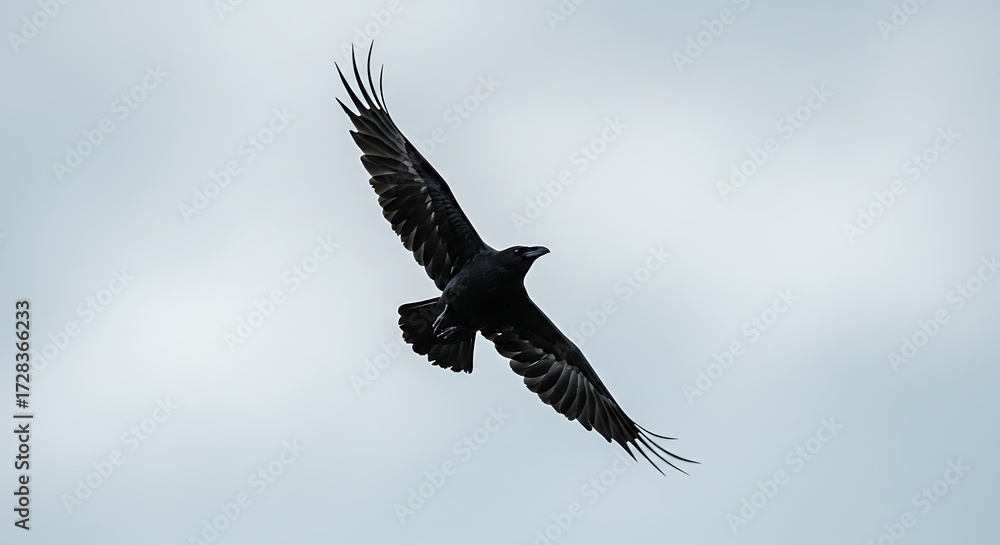 Fototapeta premium Black crow soaring in a cloudy sky overhead view freedom concept