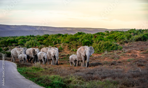 Group of Elephants walking up a bushy Hill in dimming Sunlight