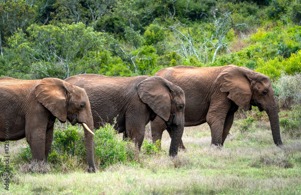 Fototapeta premium Three grown Elephants roaming Bushy Landscape in Addo National Park
