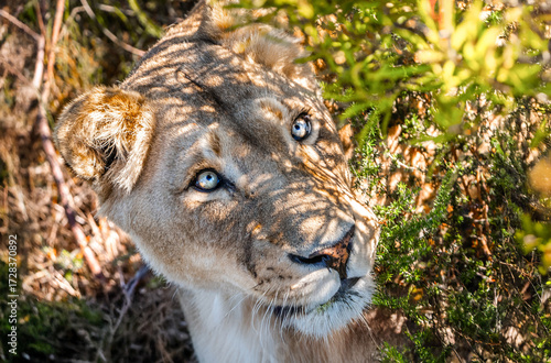 Close Up of a  blue-eyed Lioness staring at Prey