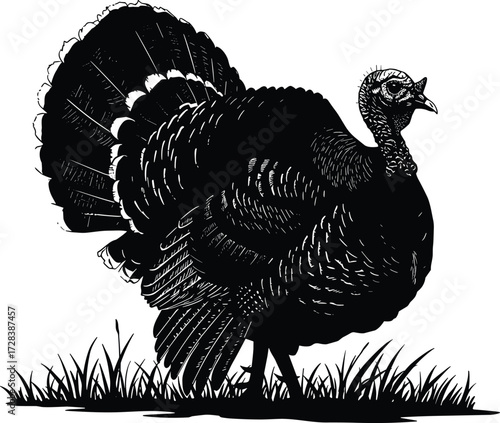 Turkey illustration, black and white bird, detailed feathers, wild turkey drawing, vintage wildlife art, nature sketch, farm animal, outdoor scene