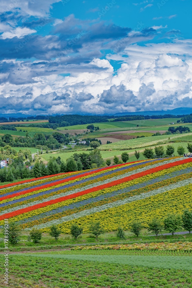 Fototapeta premium 北海道 色彩の丘