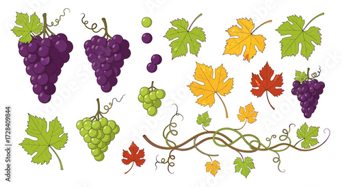 Assortment of Grapes and Grape Leaves in Various Colors