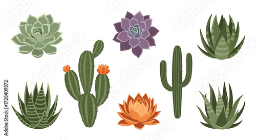 Collection of Diverse Desert Succulents and Cacti Illustrations