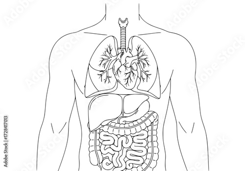 Vector art of detailed diagram of human digestive and respiratory systems