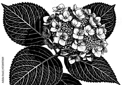 Vector art of detailed black and white illustration of hydrangea flower with large leaves and intricate petals