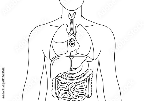 Vector art of detailed human digestive and respiratory system diagram