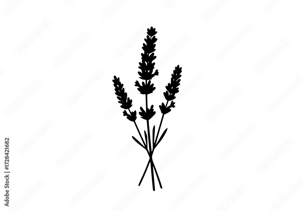 Fototapeta premium Vector art of lavender branch illustration