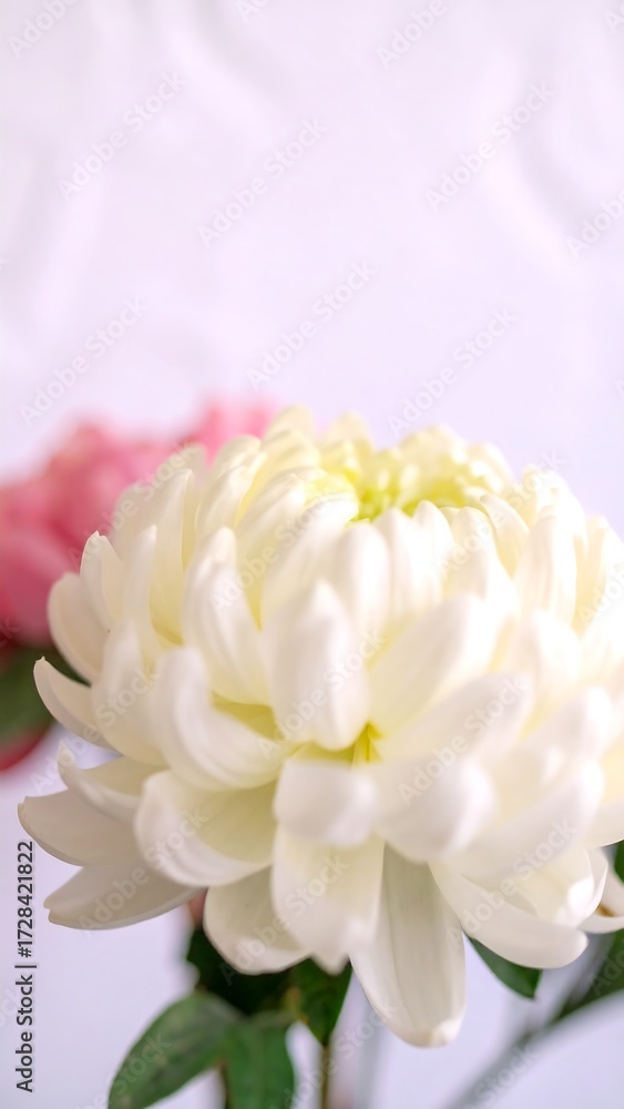 Obraz premium Soft focus white chrysanthemum