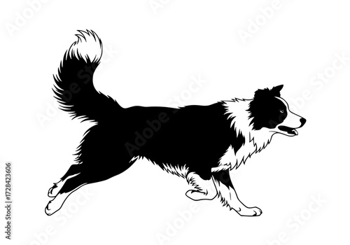Vector art of black and white border collie running sideways