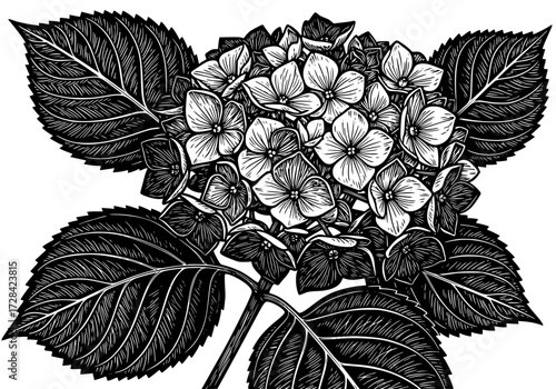 Vector art of detailed black and white illustration of hydrangea flower with large blooms and broad leaves