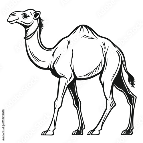 A black and white illustration of a dromedary camel standing on a white background.