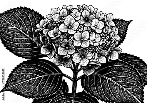 Vector art of detailed black and white illustration of hydrangea flower with intricate petals and leaves
