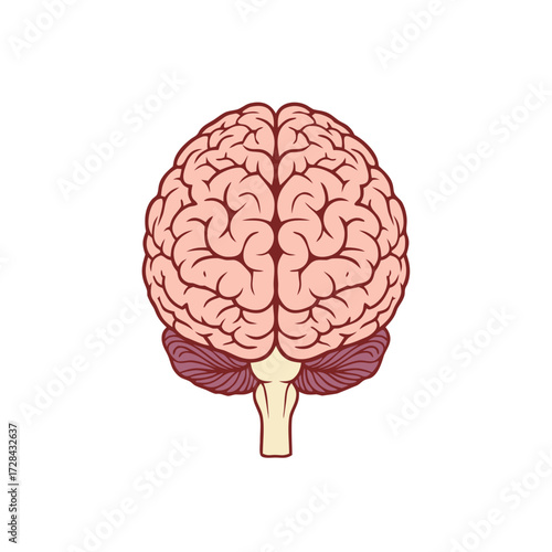 Brain illustration in natural colors isolated on white background