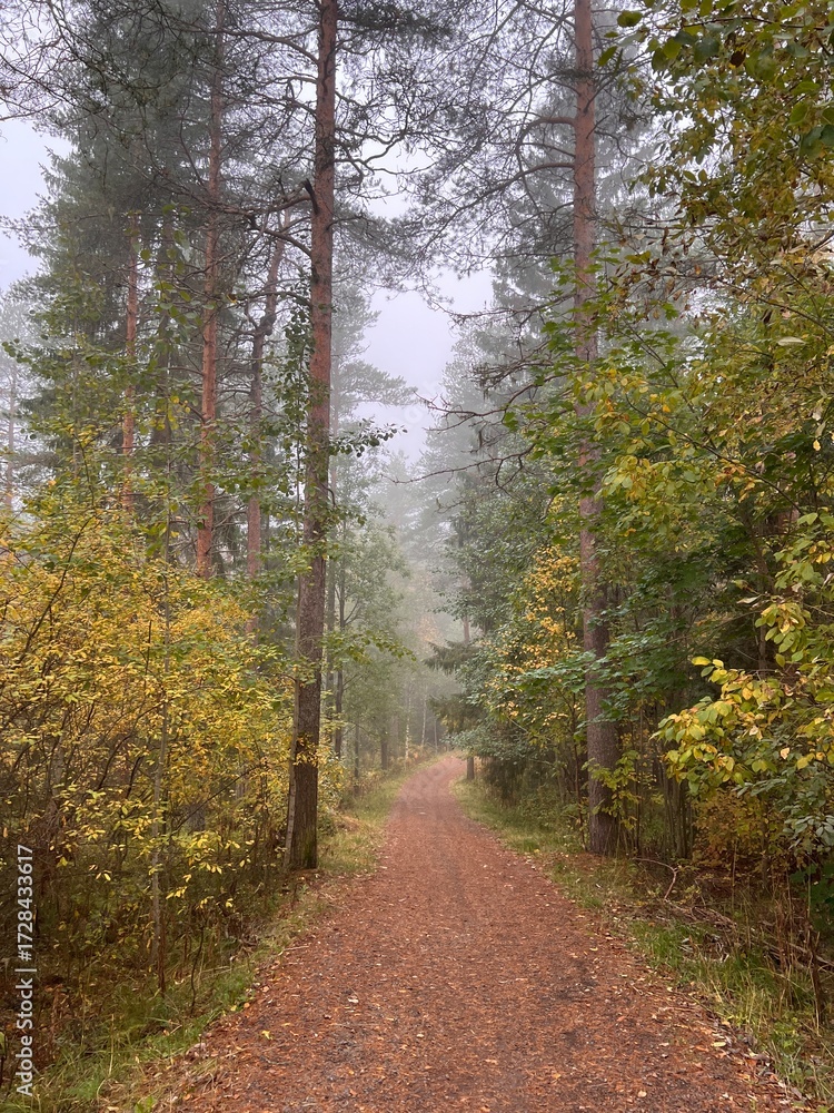 Obraz premium Foggy autumn forest path in Finland. autumn, fall, autumn forest, fog, mist, misty, foggy, Finland, Scandinavian, Nordic, landscape, nature, outdoor, path, trail,