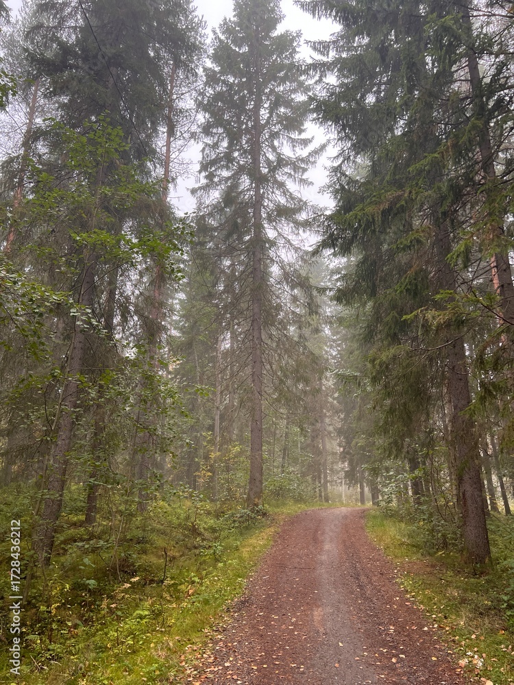 Obraz premium Foggy autumn forest path in Finland. autumn, fall, autumn forest, fog, mist, misty, foggy, Finland, Scandinavian, Nordic, landscape, nature, outdoor, path, trail, 