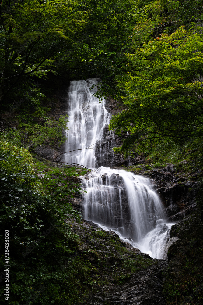 Fototapeta premium 緑の中の唐沢の滝 