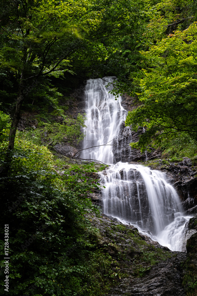 Fototapeta premium 緑の中の唐沢の滝 