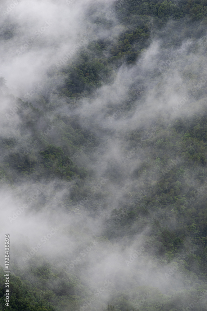 Fototapeta premium 朝霧に包まれた森 