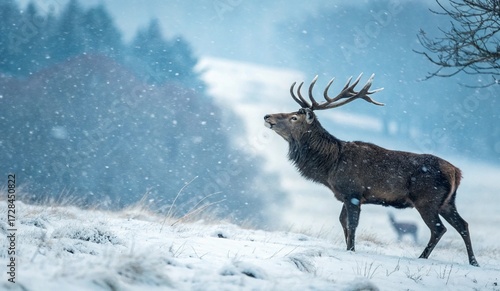 This is a photograph capturing a majestic stag with large, impressive antlers standing in a snow-covered field. The stag is positioned slightly to the right of the center, facing left. The background 