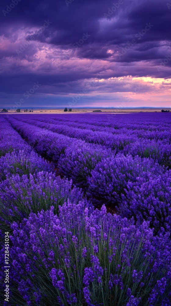 Naklejka premium Lavender field under dramatic sky