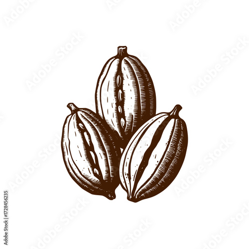 Hand drawn style cocoa beans