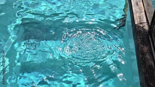 Sea lion swimming clear blue water with sunlight reflection, playful aquatic animal enjoying refreshing pool, outdoor summer