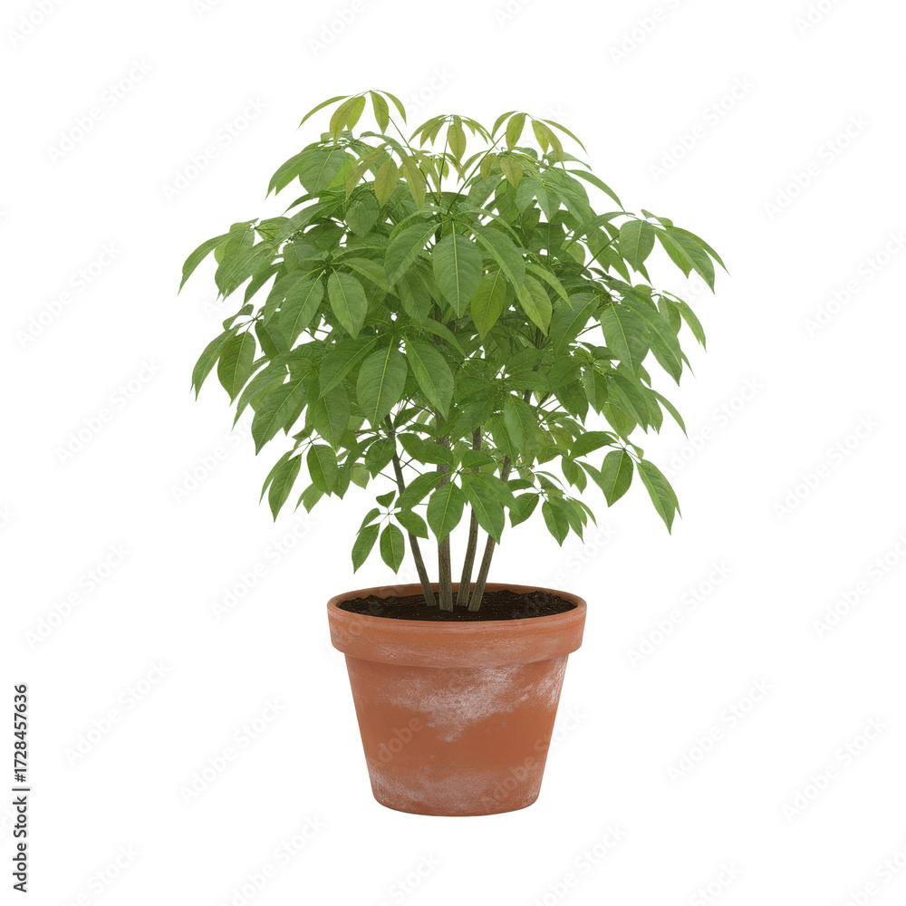 Fototapeta premium Money tree houseplant in a terracotta pot