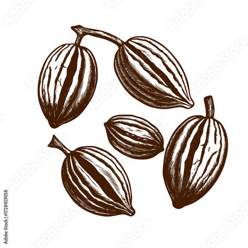 Cocoa beans vector illustration.  Isolated cocoa beans on white background