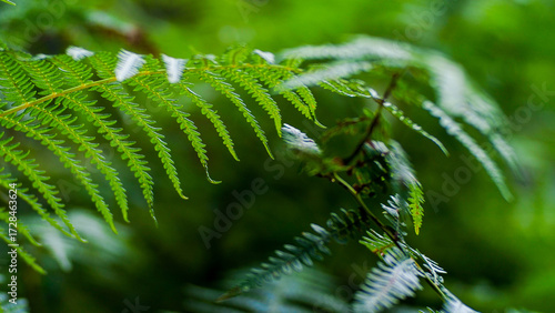 Forêt des Landes de Gascogne, en saison estivale
