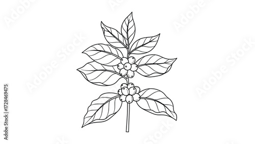 Detailed line drawing of a coffee plant with leaves and berries.