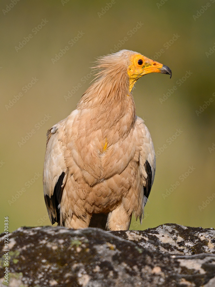 Obraz premium The wise one of the skies: serene presence of the vulture (Neophron percnopterus, Egyptian Vulture, Alimoche común)
