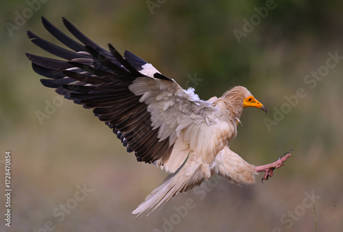 Bild auf Leinwand Messenger of the air: elegance and rarity in descent (Neophron percnopterus, Egy