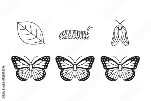 Simple line art set of butterfly life cycle with leaf, caterpillar, insect, and butterfly, educational vector collection
