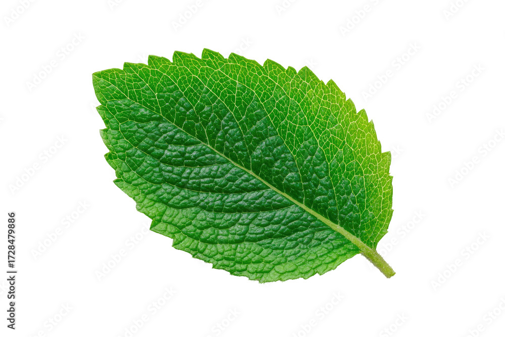 Obraz premium Close-up of a vibrant green leaf (6)