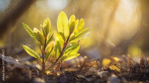 sapling. Young sapling emerging from rich soil, sunlight filtering through leaves in a detailed macro view. gardening catalogs, home-decor guides, designed for gardening and botanical catalogs.